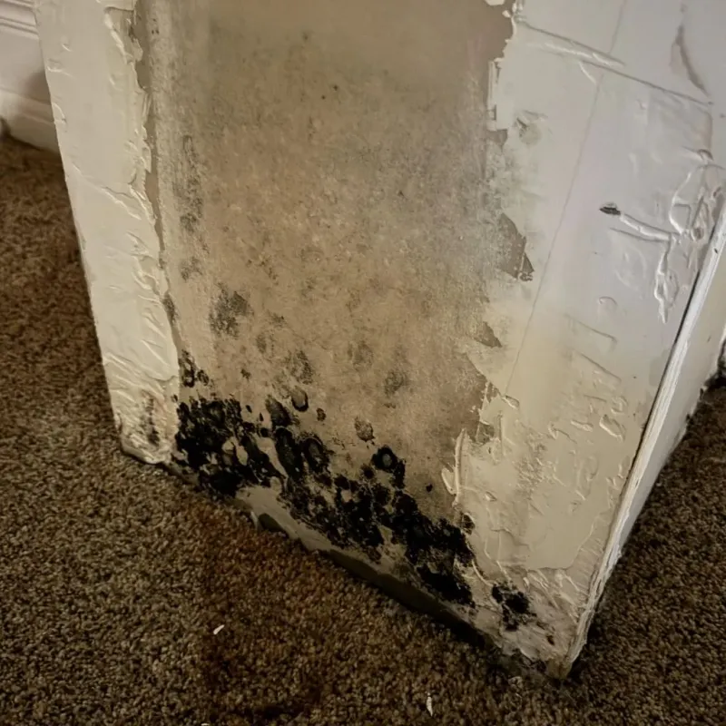 Professional Mold Removal in Blanchard, LA